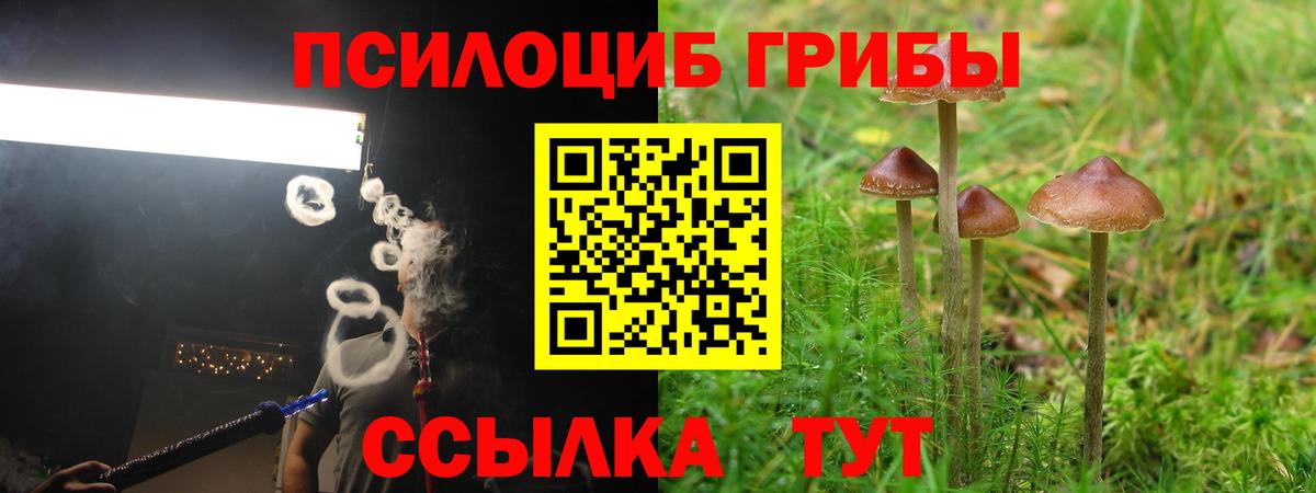 где найти   Вход с VPN  Геленджик  Псилоцибиновые грибы Psilocybine cubensis 