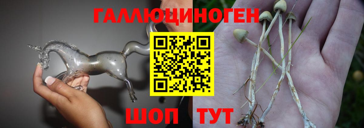 Псилоцибиновые грибы Psilocybe Геленджик